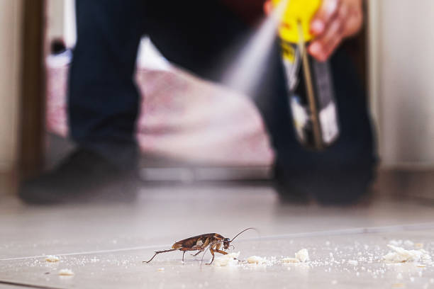 Best Spider Control Near Me  in Lake Zurich, IL
